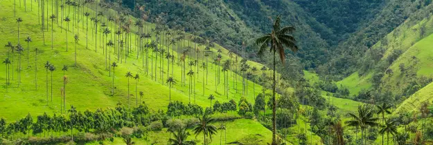 Pereira